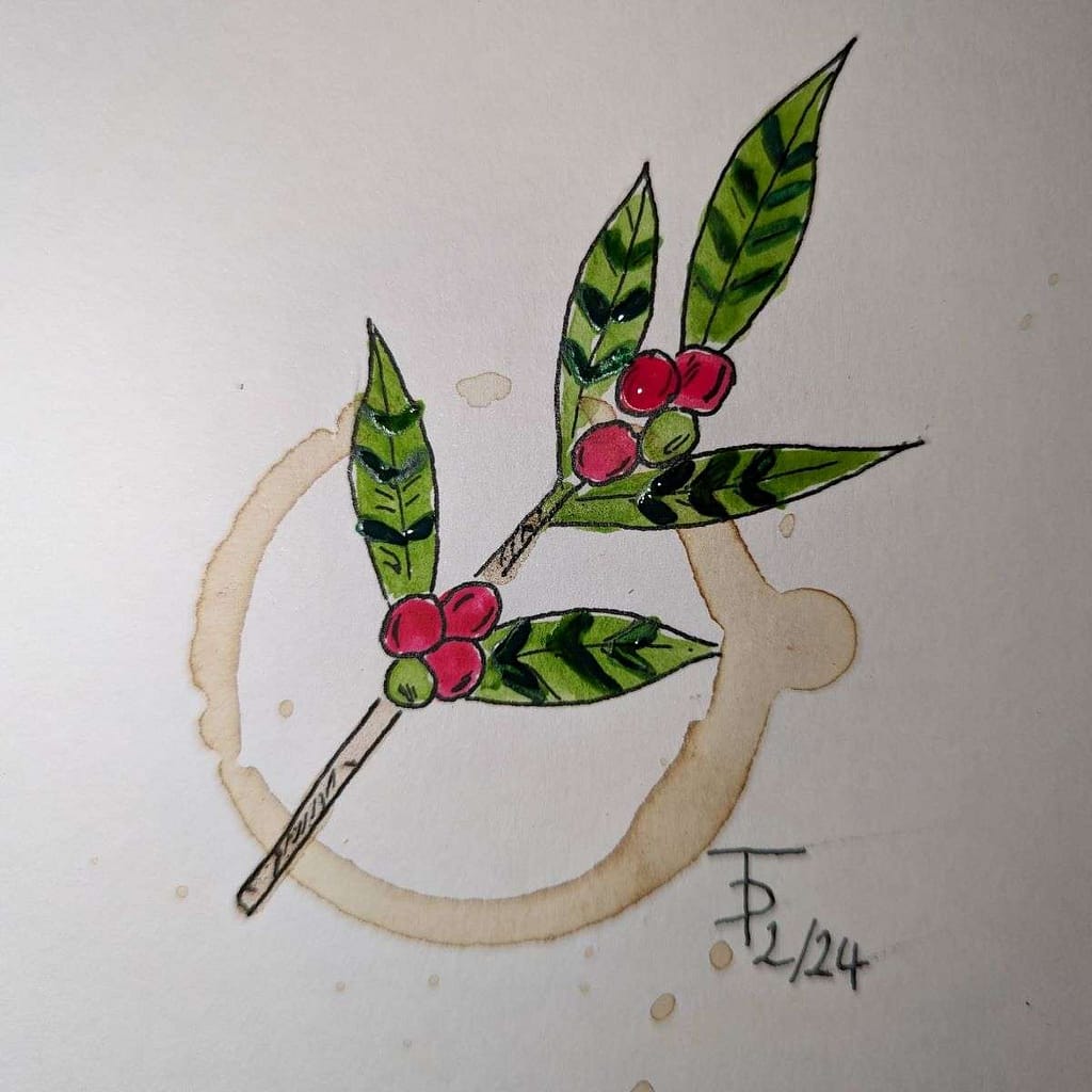 drawing of a coffee plant in a coffee stain