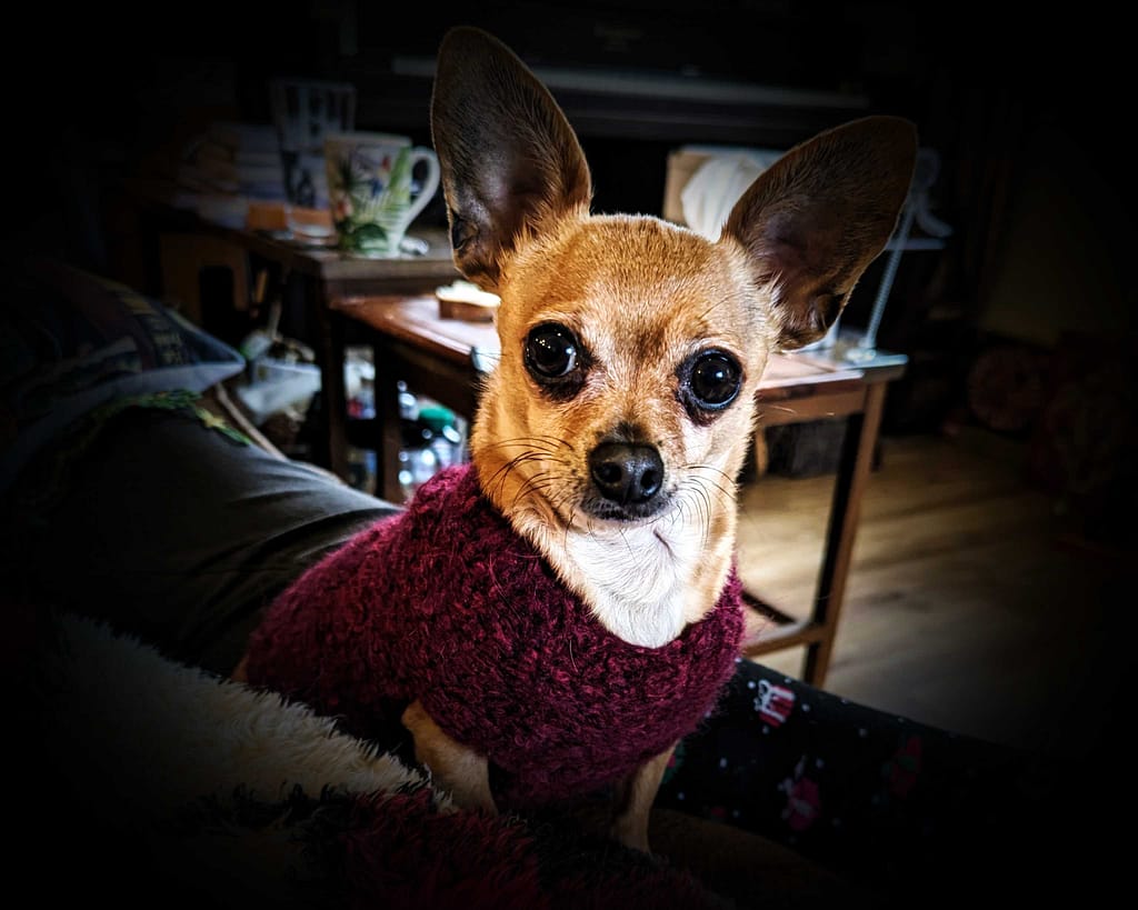 Pierre the dog wearing a sweater