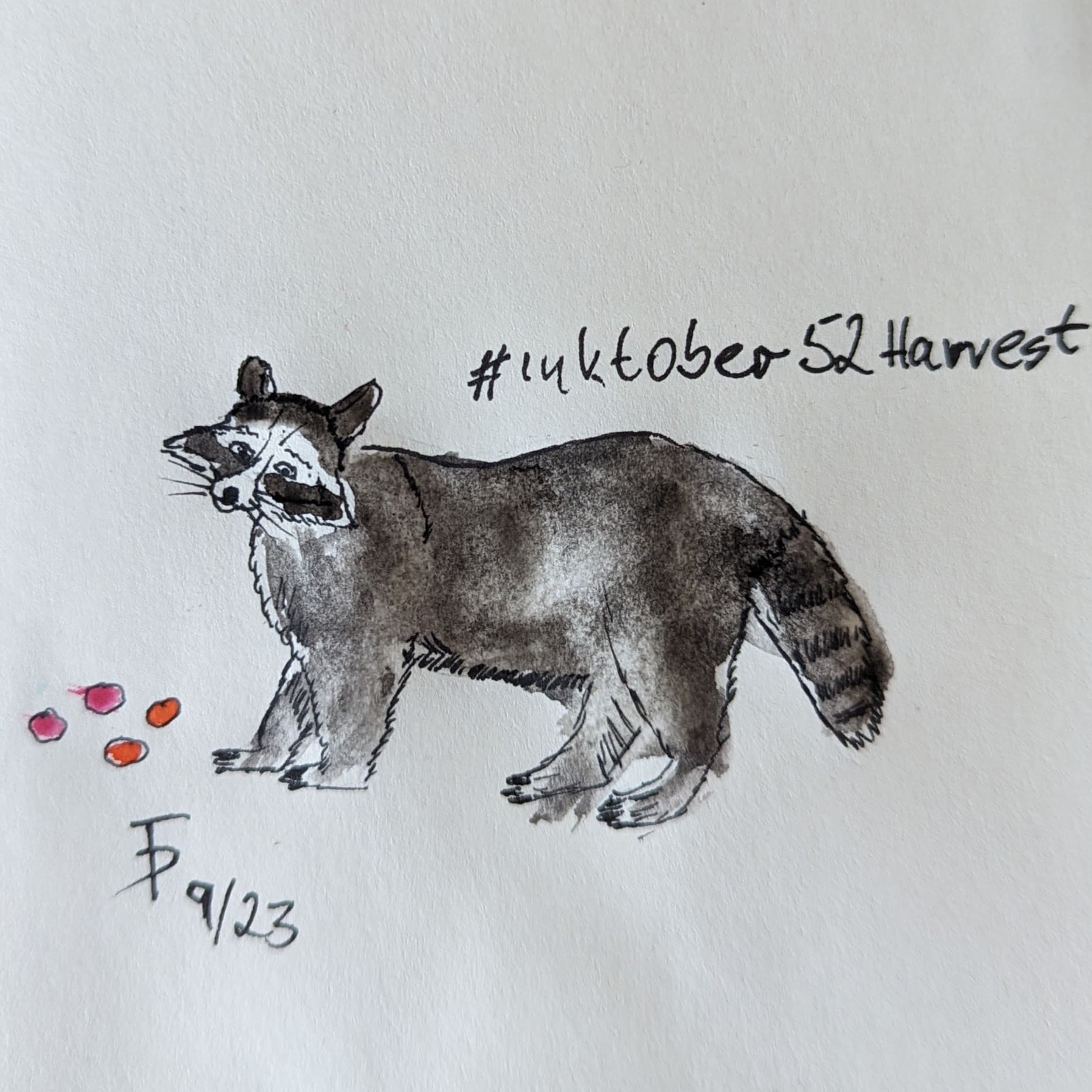 Ink drawing racoon harvesting tomatoes